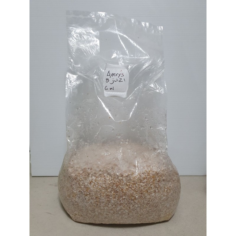 Spawn Golden Teacher Grano colonizado