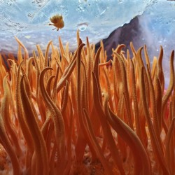 Cordyceps militaris