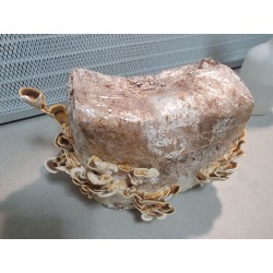 Trametes versicolor- Turkey...