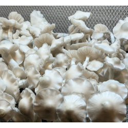 Phobos - Psilocybe cubensis