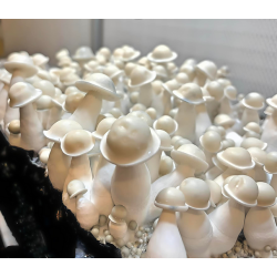 Albino Makilla - Psilocybe...