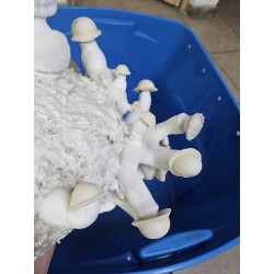 Blue Ghost - Psilocybe...