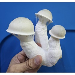 Spawn Albino Makilla -...